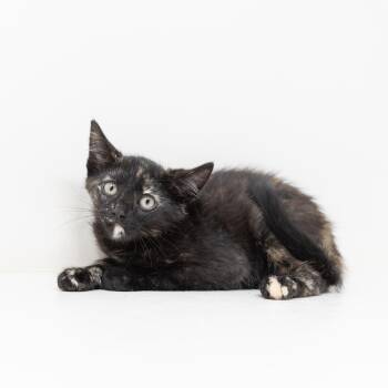 Amber -  Tortoiseshell Cat for Adoption in Trophy Club, Texas - Amber | PetCurious