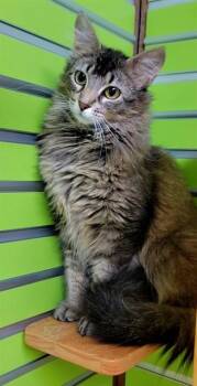 HANA -  Domestic Long Hair Cat for Adoption in St. Peters, Missouri - HANA | PetCurious