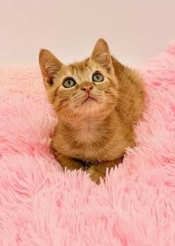 Squiggle -  Domestic Short Hair Cat for Adoption in Covington, Louisiana - Squiggle | PetCurious