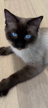 Rescue Siamese Cats for Adoption in Scottsdale, Arizona - Ivy | PetCurious