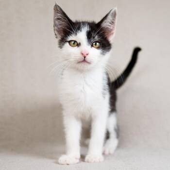 Agnetha -  Domestic Short Hair Cat for Adoption in Sunnyvale, California - Agnetha | PetCurious