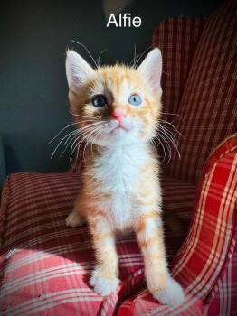 Domestic Short Hair and Tabby Cats Available for Adoption in Emerald Isle, North Carolina - Alfie | PetCurious