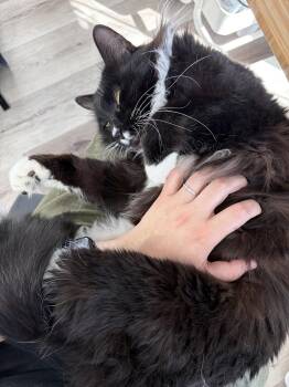 Chaulk (bonded with Chili) -  Domestic Medium Hair Cat for Adoption in San Jose, California - Chaulk (bonded With Chili) | PetCurious