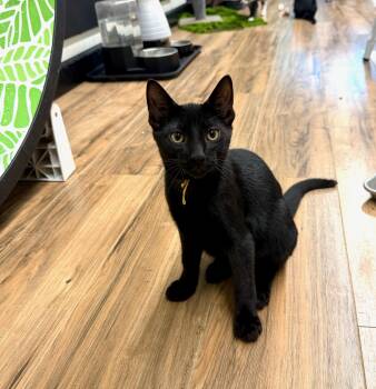 Badger -  Domestic Short Hair Cat for Adoption in Wayland, Michigan - Badger | PetCurious