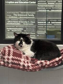 HERMES -  Domestic Short Hair Cat Available for Adoption in Omaha, Nebraska - HERMES | PetCurious