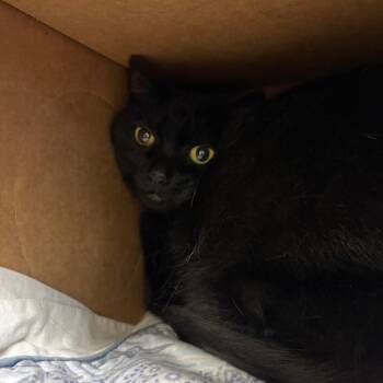 Shadow -  Domestic Short Hair and Mixed Breed Cat for Adoption in Fairport, New York - Shadow | PetCurious