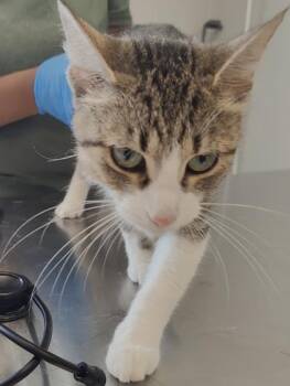 Sparkler -  Domestic Short Hair Cat for Adoption in Lafayette, Indiana - Sparkler | PetCurious