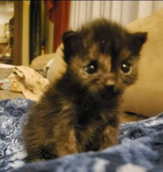 Rye -  Tortoiseshell Cat for Adoption - Rye | PetCurious