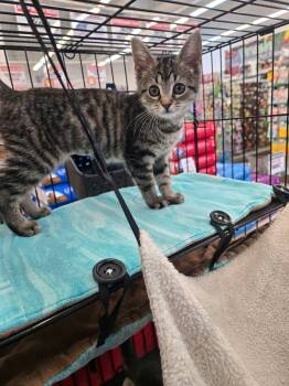 Rock -  Domestic Short Hair Cat for Adoption in Greenwood, Indiana - Rock | PetCurious