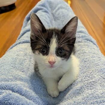Slater -  Domestic Short Hair Cat for Adoption in Springfield, Illinois - Slater | PetCurious