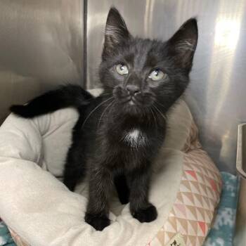Domestic Short Hair Cats Available for Adoption in Roanoke, Virginia - Mosquito | PetCurious