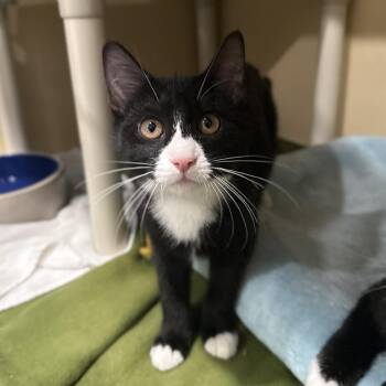 Domestic Short Hair and Tuxedo Cats Available for Adoption - Alara | PetCurious