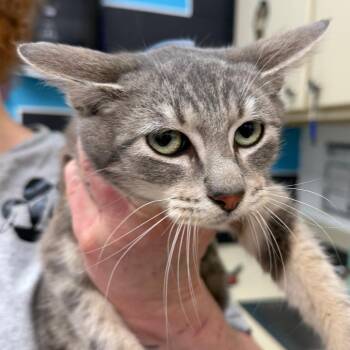 Domestic Short Hair Cats Available for Adoption - Mr. Grey | PetCurious