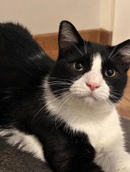 Kylian -  Tuxedo and Domestic Short Hair Cat for Adoption in Las Cruces, New Mexico - Kylian | PetCurious