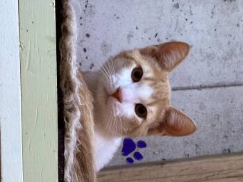 Rescue Domestic Short Hair Cats for Adoption in Schenectady, New York - Leo | PetCurious