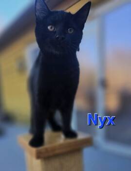 Rescue Domestic Short Hair Cats for Adoption in Rustburg, Virginia - Nyx - Not At Shelter (Carisa) | PetCurious