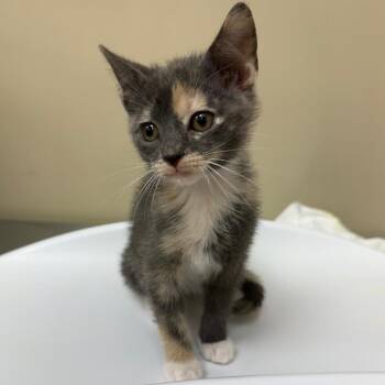 Kate -  Domestic Short Hair Cat for Adoption in Birmingham, Alabama - Kate | PetCurious