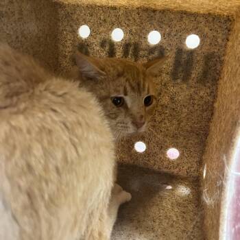 Domestic Short Hair Cats Available for Adoption in Harrisonburg, Virginia - 70919 | PetCurious