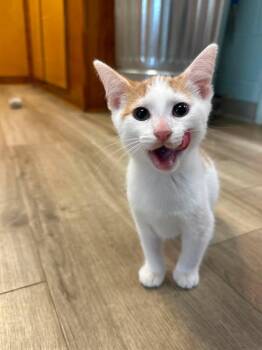 Teddy -  Domestic Short Hair Cat for Adoption in Wilmington, North Carolina - Teddy | PetCurious