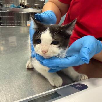Apple -  Domestic Short Hair Cat for Adoption in Greensboro, North Carolina - Apple | PetCurious