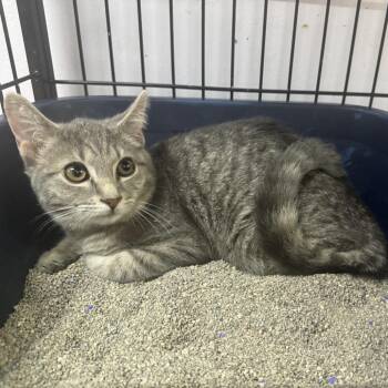 Mandarin -  Domestic Short Hair Cat for Adoption in Corbin, Kentucky - Mandarin | PetCurious