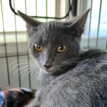 Sage -  Domestic Short Hair Cat for Adoption in Sarasota, Florida - Sage | PetCurious