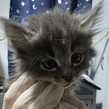 Oisin -  Domestic Medium Hair Cat for Adoption in Sioux Falls, South Dakota - Oisin | PetCurious