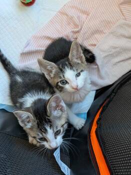 Tater & Tot (7 weeks) -  American Shorthair Cat for Adoption in Florham Park, New Jersey - Tater & Tot (7 Weeks) | PetCurious