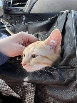 Butter -  Domestic Short Hair Cat for Adoption in Chicago, Illinois - Butter | PetCurious