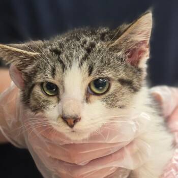 McDuff -  Domestic Short Hair Cat for Adoption in Newark, New Jersey - McDuff | PetCurious
