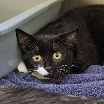 Almond -  Domestic Short Hair Cat for Adoption in Burlington, Ontario - Almond | PetCurious