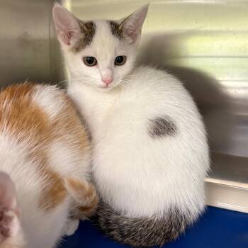 Coconut -  Domestic Short Hair Cat for Adoption in Springfield, Illinois - Coconut | PetCurious