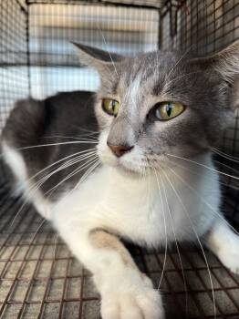 Rescue Domestic Short Hair Cats for Adoption in New Braunfels, Texas - Jade | PetCurious