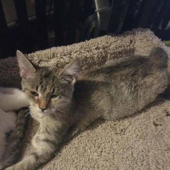 Sugar -  American Shorthair Cat for Adoption in Mount Vernon, Arkansas - Sugar | PetCurious