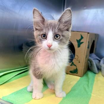 Ollie -  Domestic Short Hair Cat for Adoption in Palm Springs, California - Ollie | PetCurious