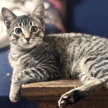 Buzz -  Domestic Short Hair Cat for Adoption in Liverpool, Texas - Buzz | PetCurious