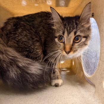 Belize -  Domestic Medium Hair Cat for Adoption in Philadelphia, Pennsylvania - Belize | PetCurious
