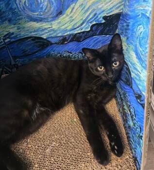 Domestic Short Hair Cats Available for Adoption in Winnipeg, Manitoba - Soot | PetCurious