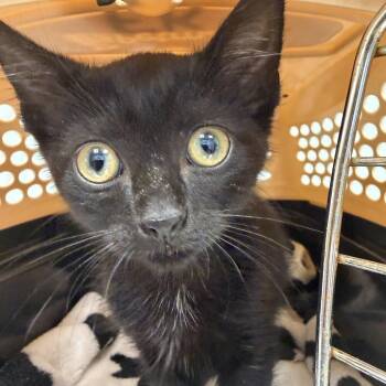 Binx -  Domestic Short Hair Cat for Adoption in Cumming, Georgia - Binx | PetCurious