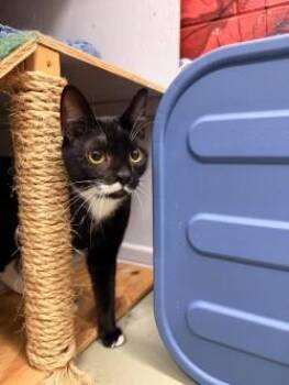 Hercule Poirot -  Domestic Short Hair Cat for Adoption in Savannah, Georgia - Hercule Poirot | PetCurious