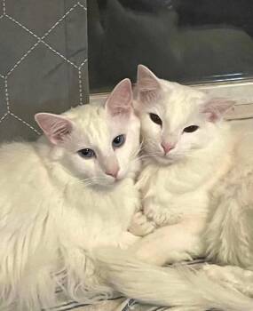 Rescue Balinese Cats for Adoption in Syosset, New York - Banded Brothers | PetCurious