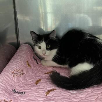 SVAS-Stray-39488 -  Domestic Medium Hair Cat for Adoption in Lyndhurst, Virginia - SVAS-Stray-39488 | PetCurious