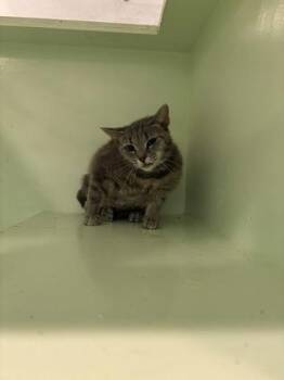 Peach (Heartworm Positive) -  Domestic Short Hair Cat for Adoption in Charleston, South Carolina - Peach (Heartworm Positive) | PetCurious