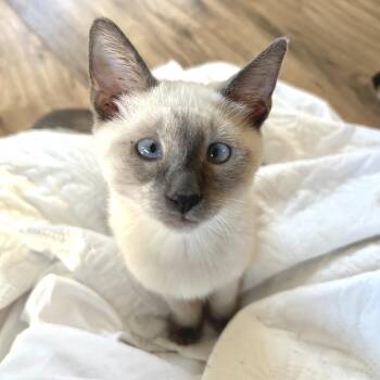 Lexapro -  Domestic Short Hair Cat for Adoption in Yucca Valley, California - Lexapro | PetCurious