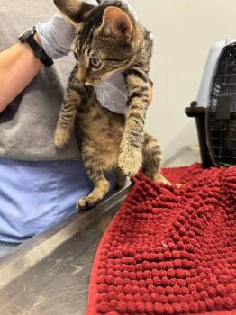 Superior -  Domestic Short Hair Cat for Adoption in Bloomington, Indiana - Superior | PetCurious