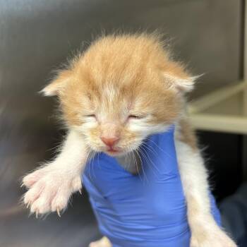 Bugs Bunny -  Domestic Short Hair Cat for Adoption in Lynchburg, Virginia - Bugs Bunny | PetCurious