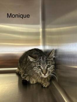Domestic Short Hair Cats Available for Adoption - Monique | PetCurious