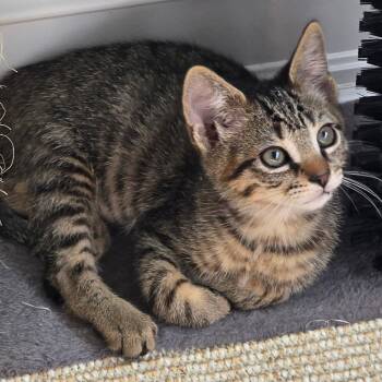 Rescue Tabby Cats for Adoption in Woodbridge Township, New Jersey - Diesel | PetCurious