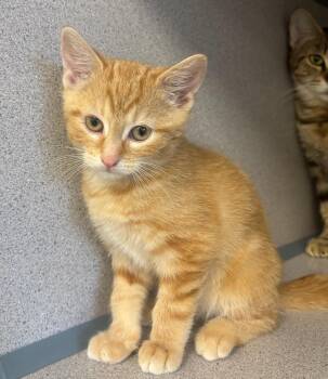 Domestic Short Hair Cats Available for Adoption - Quincy | PetCurious