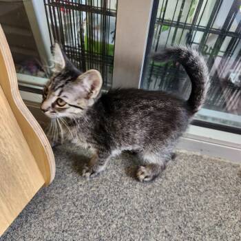 Kylie -  Domestic Short Hair Cat for Adoption in Brockton, Massachusetts - Kylie | PetCurious